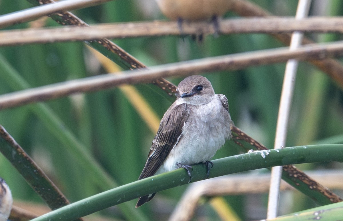 Northern Rough-winged Swallow - Herb Elliott