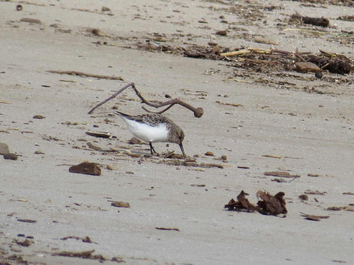 Bécasseau sanderling - ML618794107