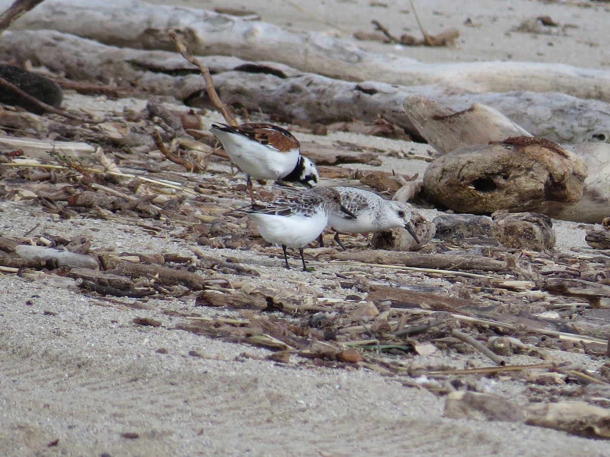 Bécasseau sanderling - ML618794108