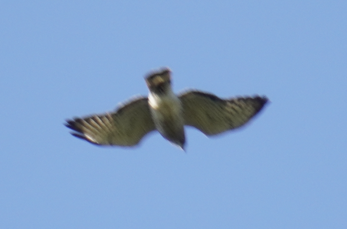 Broad-winged Hawk - Ethan Kang