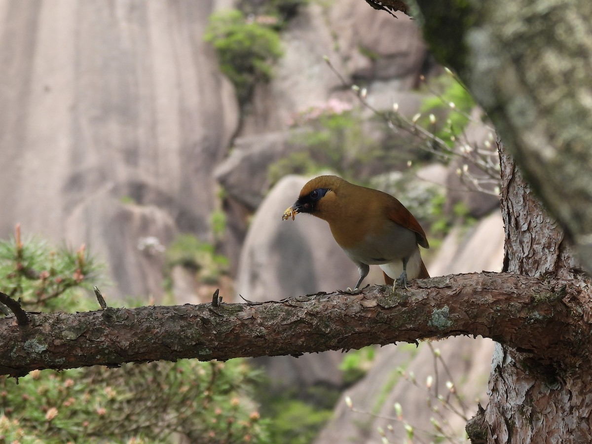 Buffy Laughingthrush - ML618794110