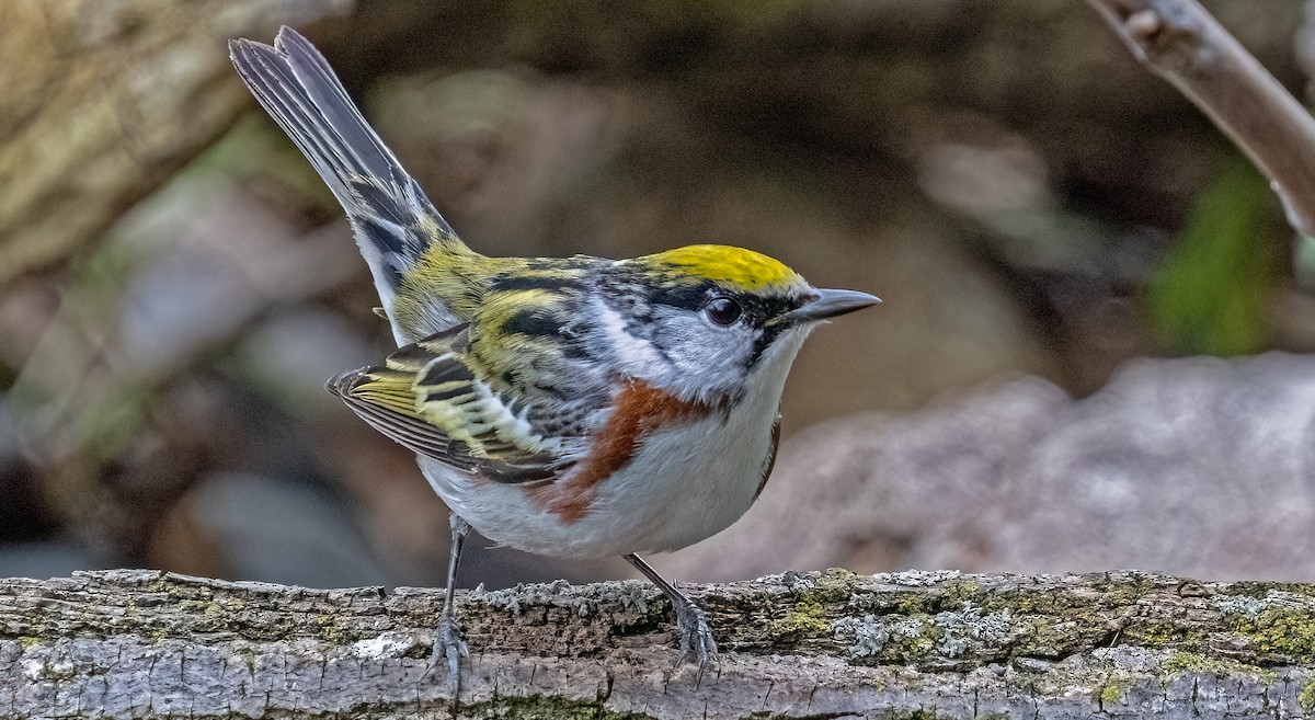 Chestnut-sided Warbler - Garry  Sadler