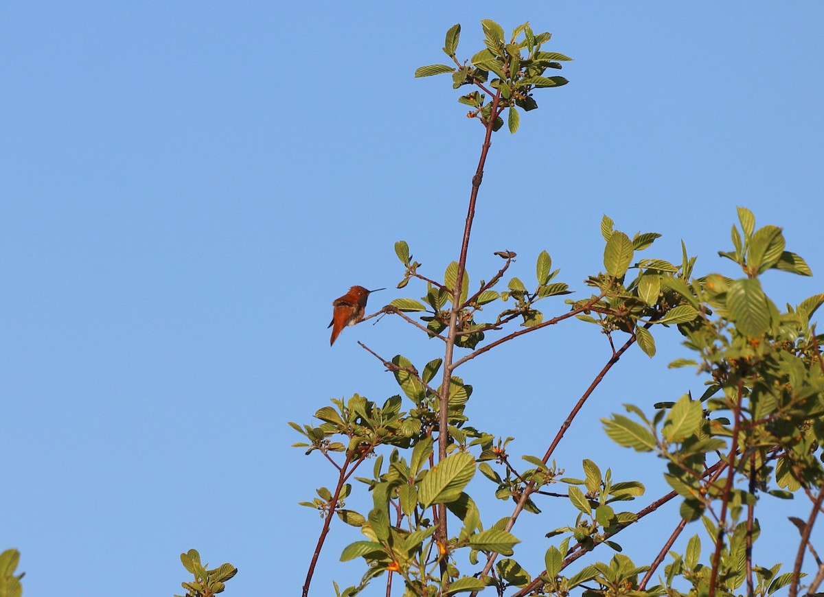 Rufous Hummingbird - Andrew S. Aldrich