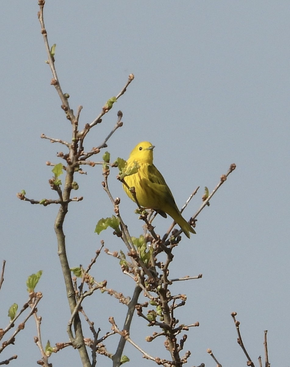 Yellow Warbler (Northern) - ML618794116