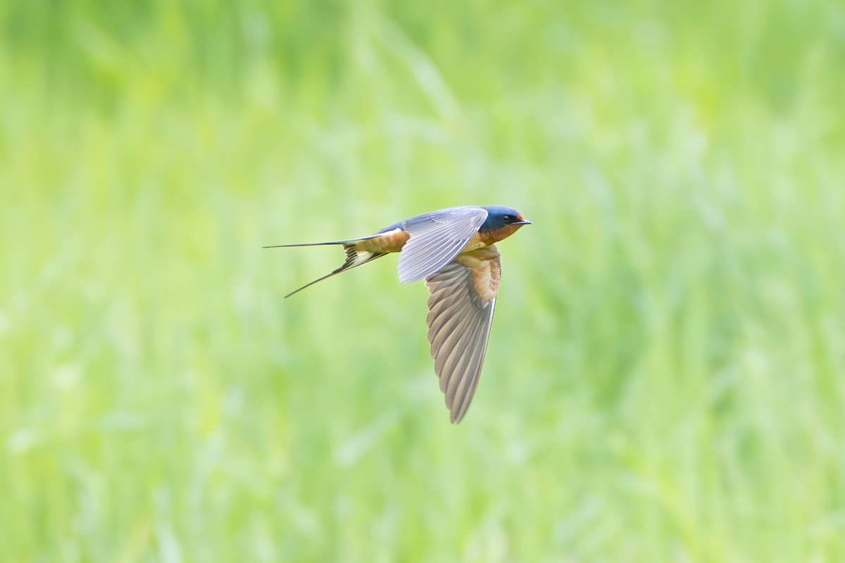 Barn Swallow - Shori Velles
