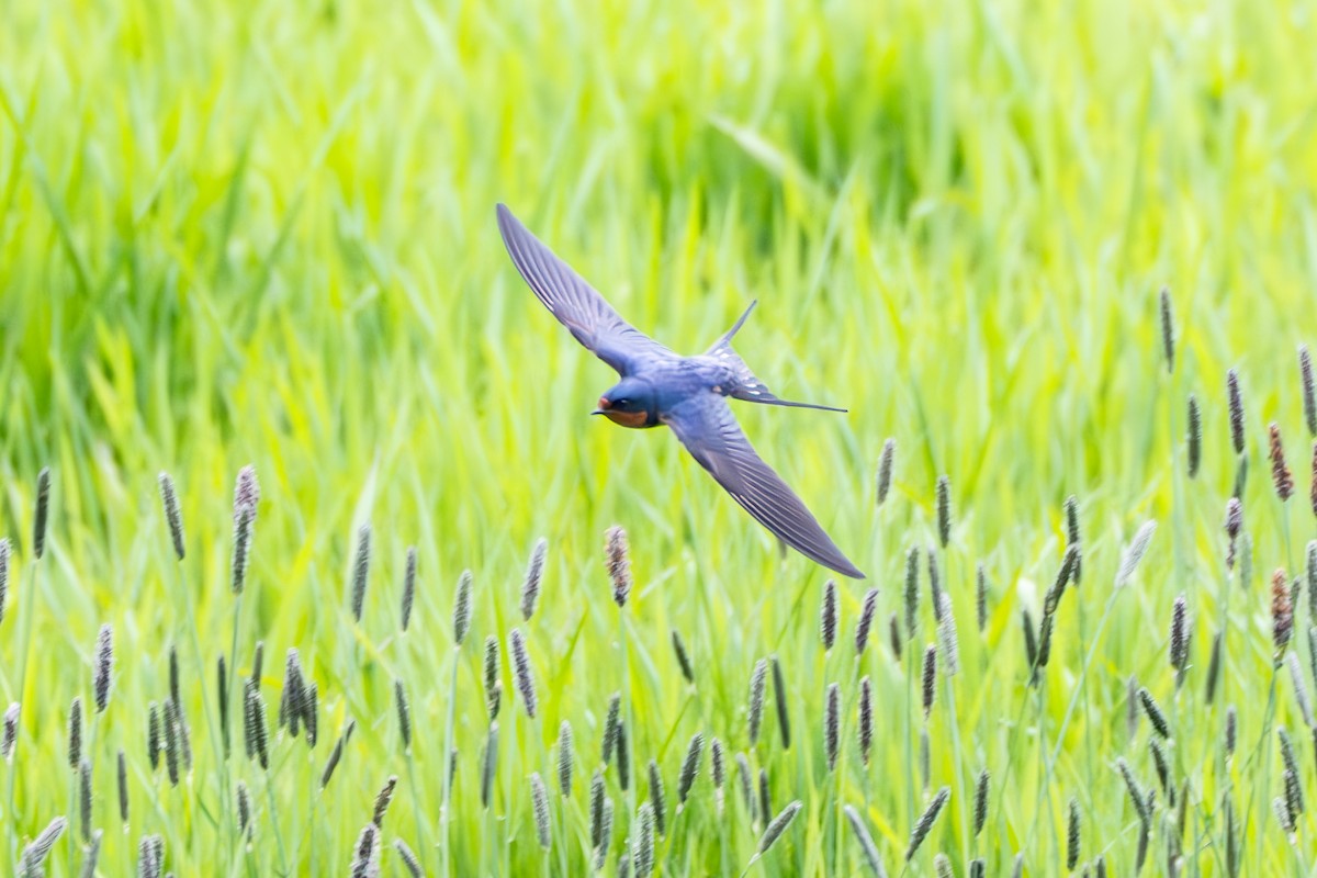 Barn Swallow - ML618794120