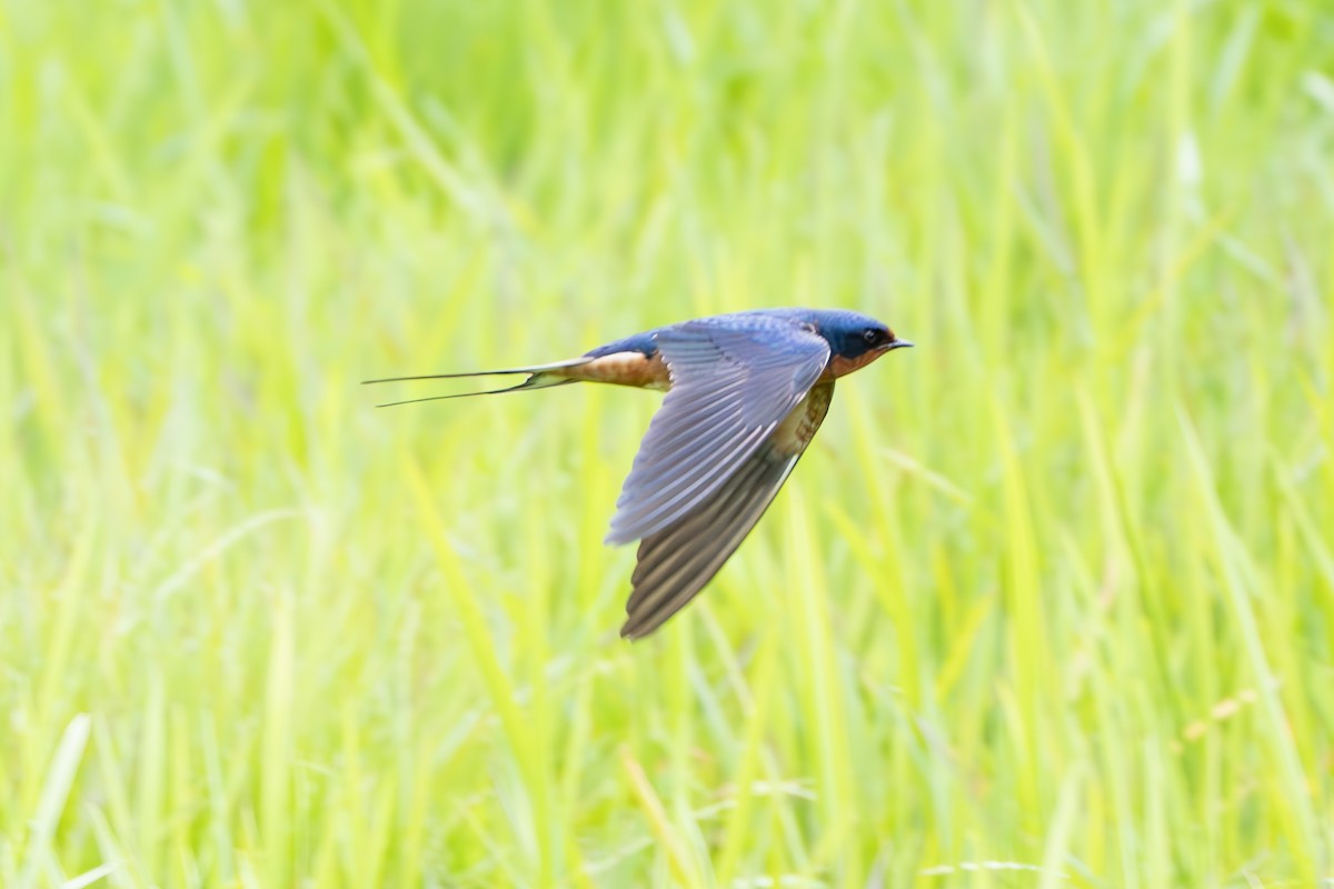 Barn Swallow - ML618794121