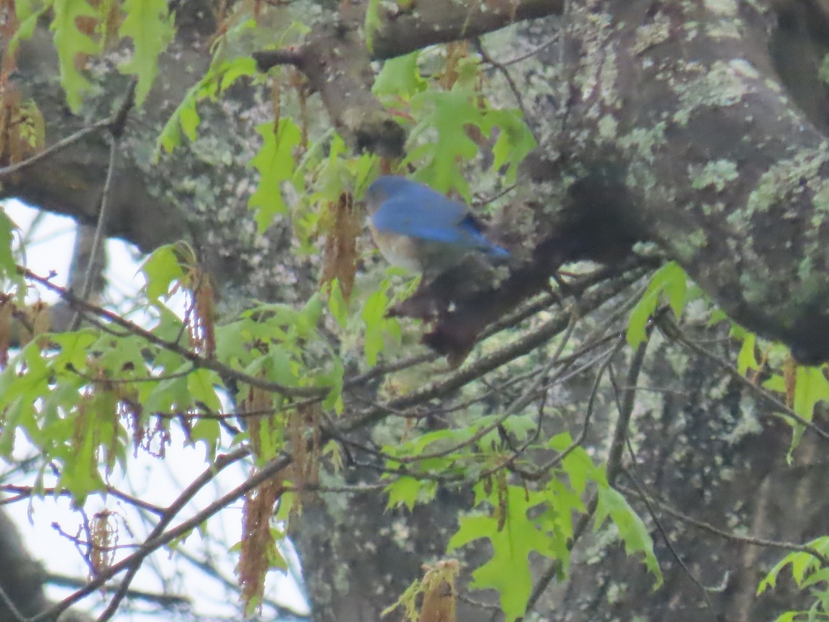 Eastern Bluebird - Elizabeth Ferber