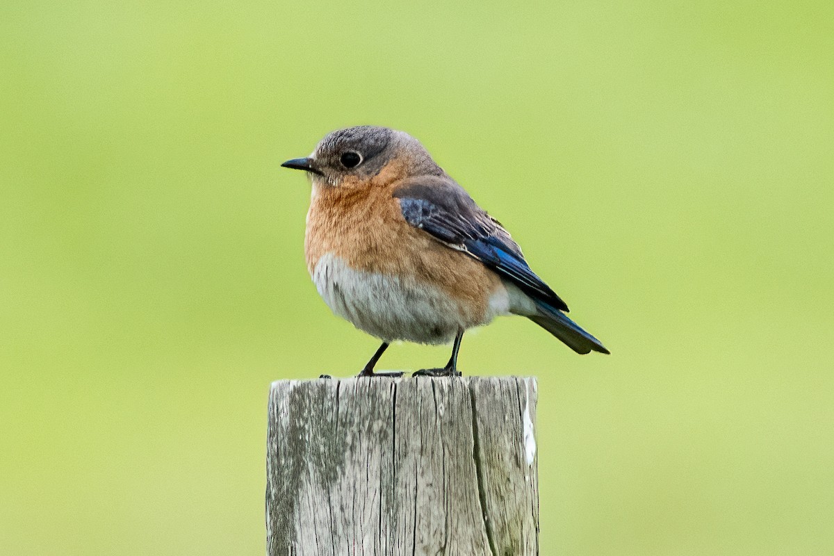 Eastern Bluebird - ML618794143