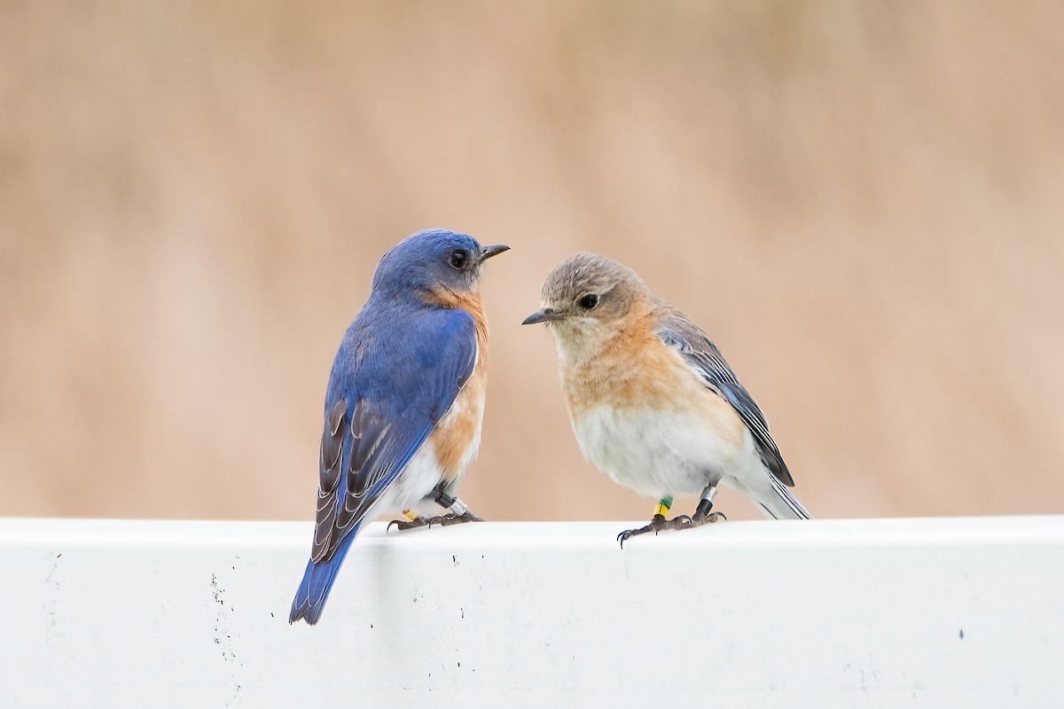 Eastern Bluebird - Shori Velles