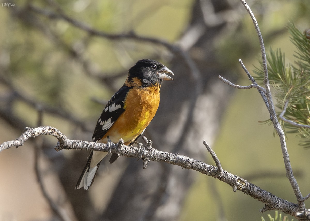 Black-headed Grosbeak - Darlene J McNeil