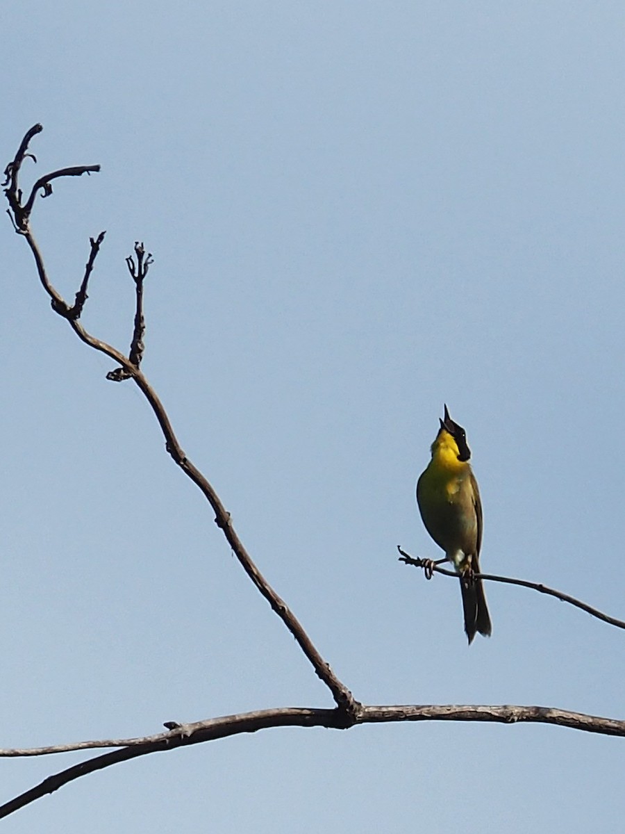 Common Yellowthroat - Sergey Buben