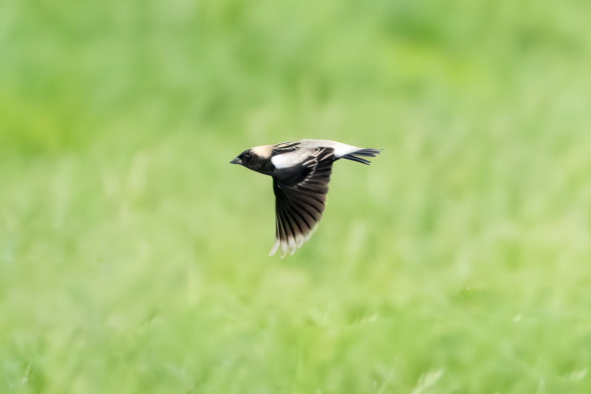 Bobolink - Shori Velles