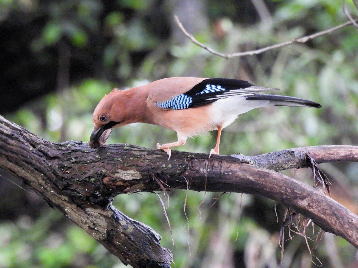 Eurasian Jay - Tuck Hong Tang