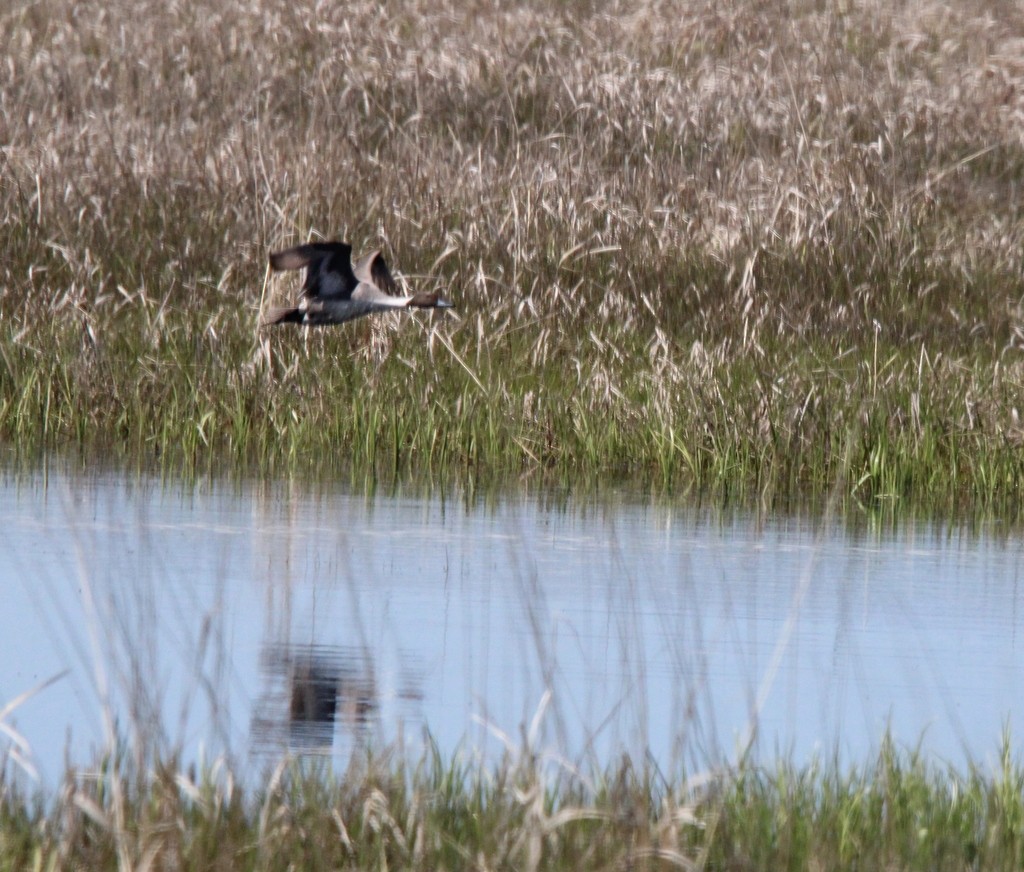 Northern Pintail - Allan Wylie