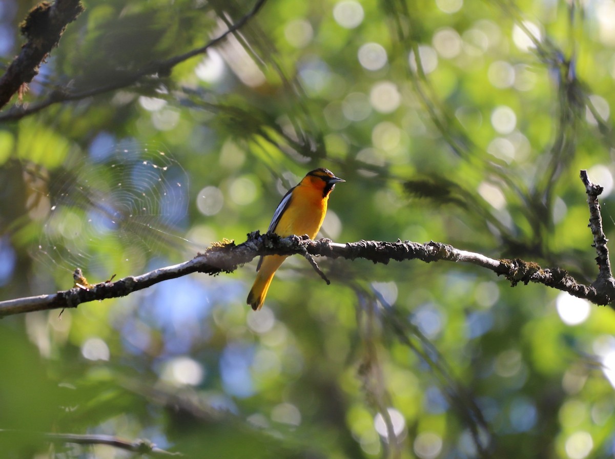 Bullock's Oriole - Andrew S. Aldrich