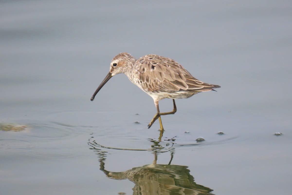 Stilt Sandpiper - Thore Noernberg