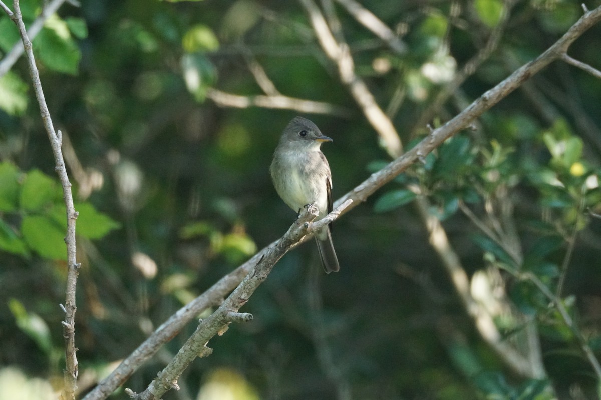 Eastern Wood-Pewee - Chase Wilson