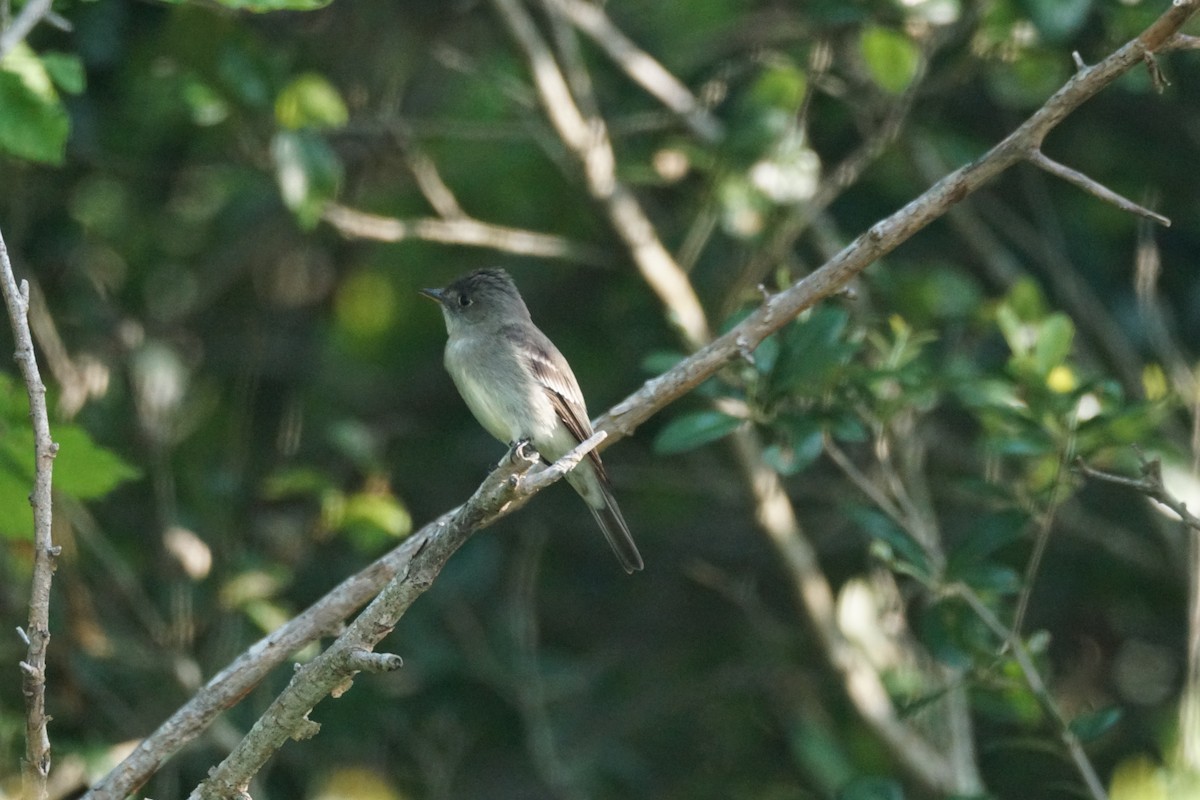 Eastern Wood-Pewee - Chase Wilson