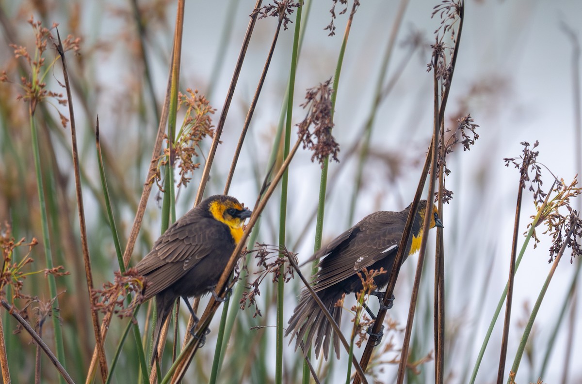 Yellow-headed Blackbird - Herb Elliott