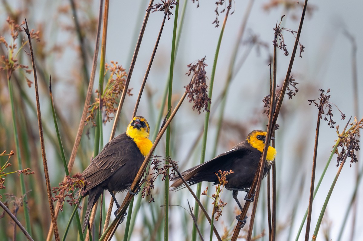 Yellow-headed Blackbird - Herb Elliott