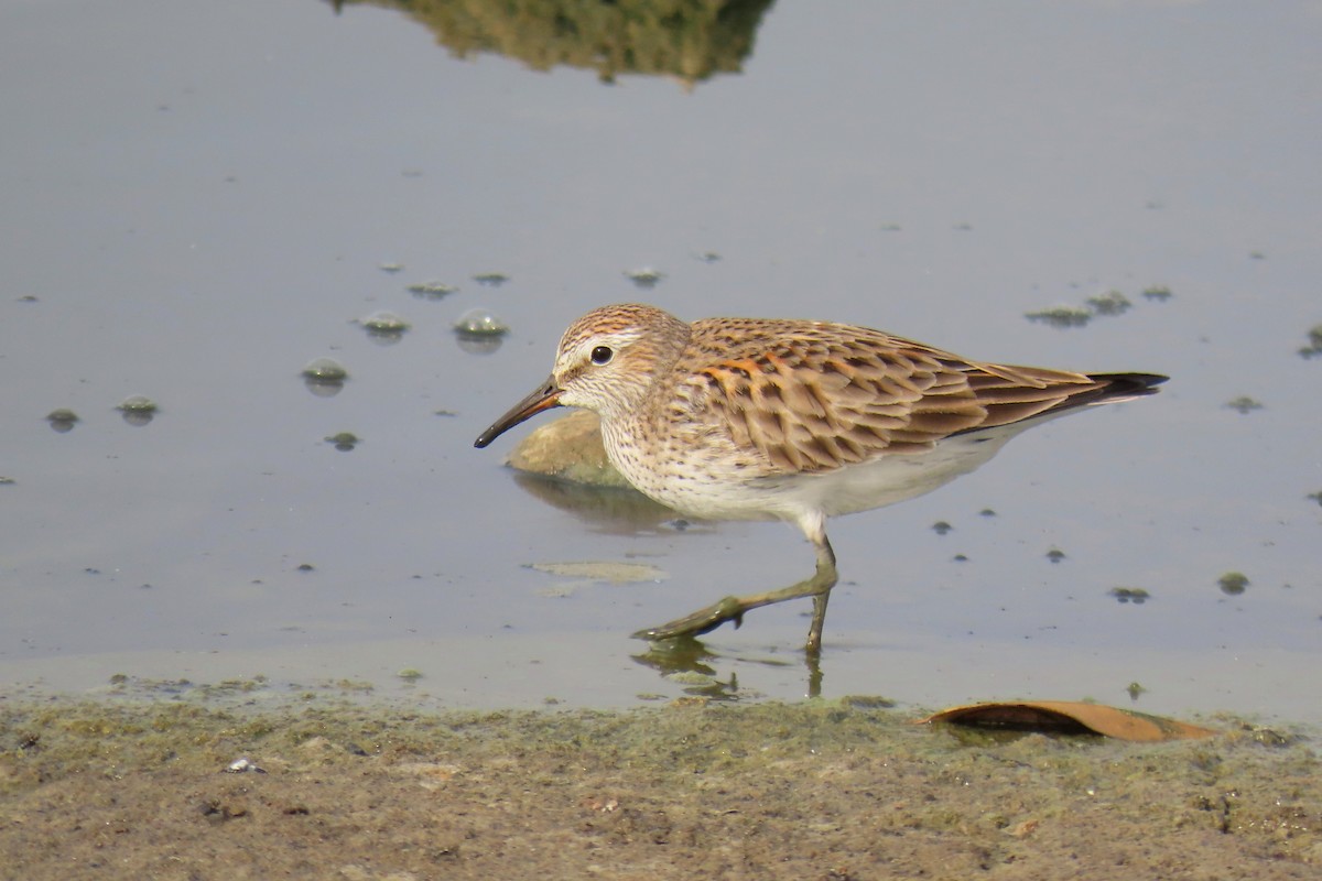 White-rumped Sandpiper - Thore Noernberg