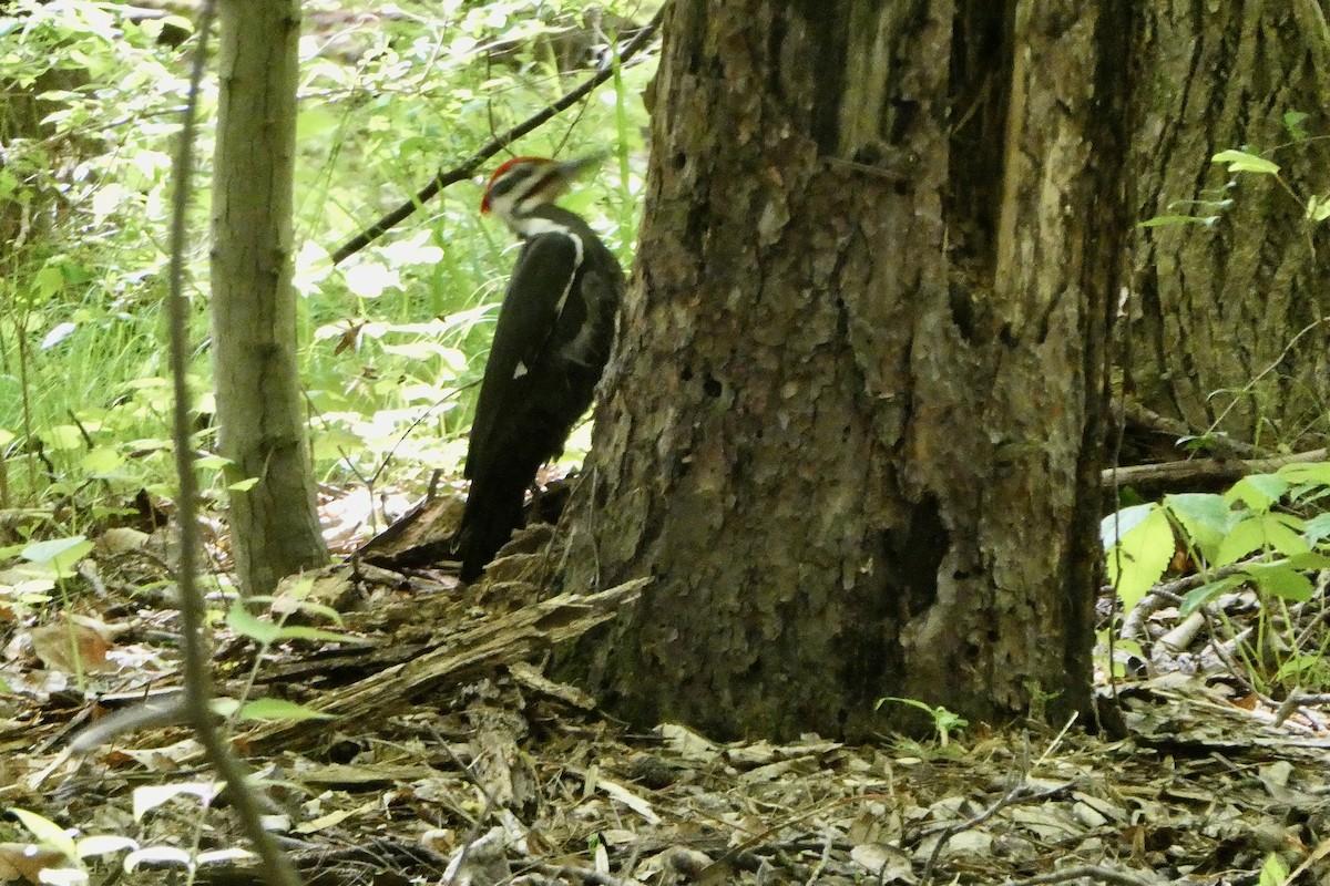 Pileated Woodpecker - Jeanne Lizik