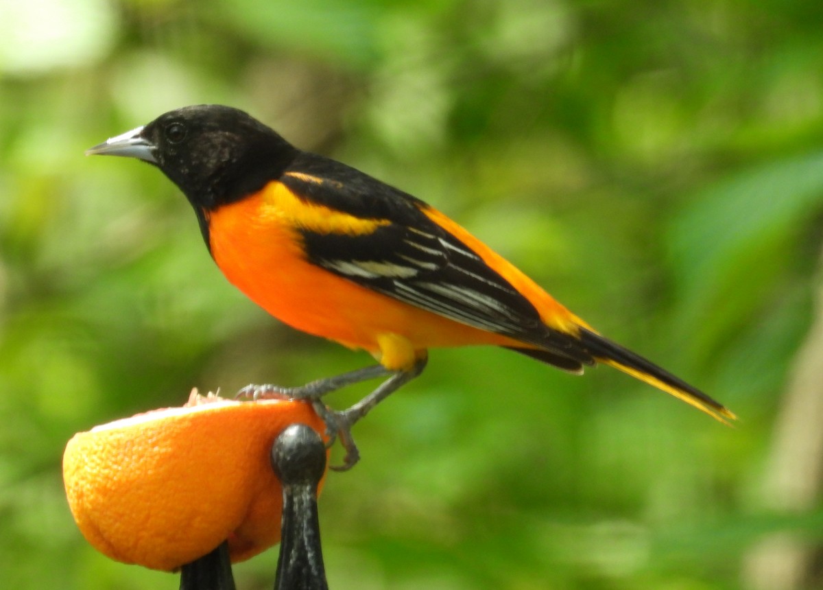 Baltimore Oriole - Chris Wiles