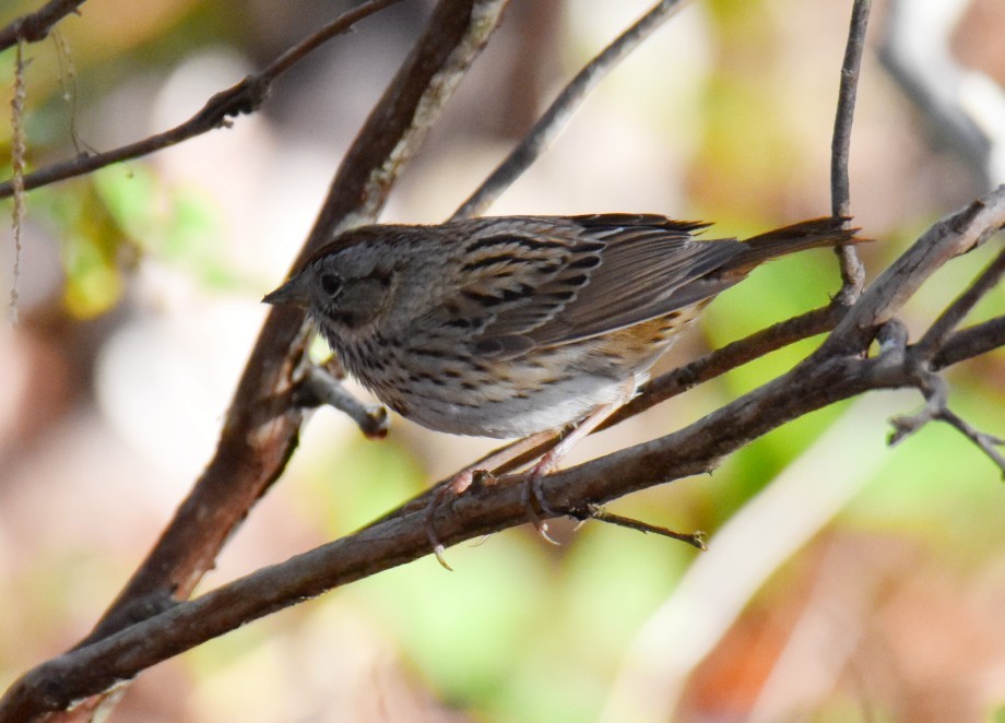 Lincoln's Sparrow - Zachary Peterson