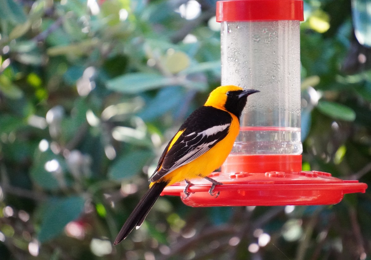 Hooded Oriole - Andy N