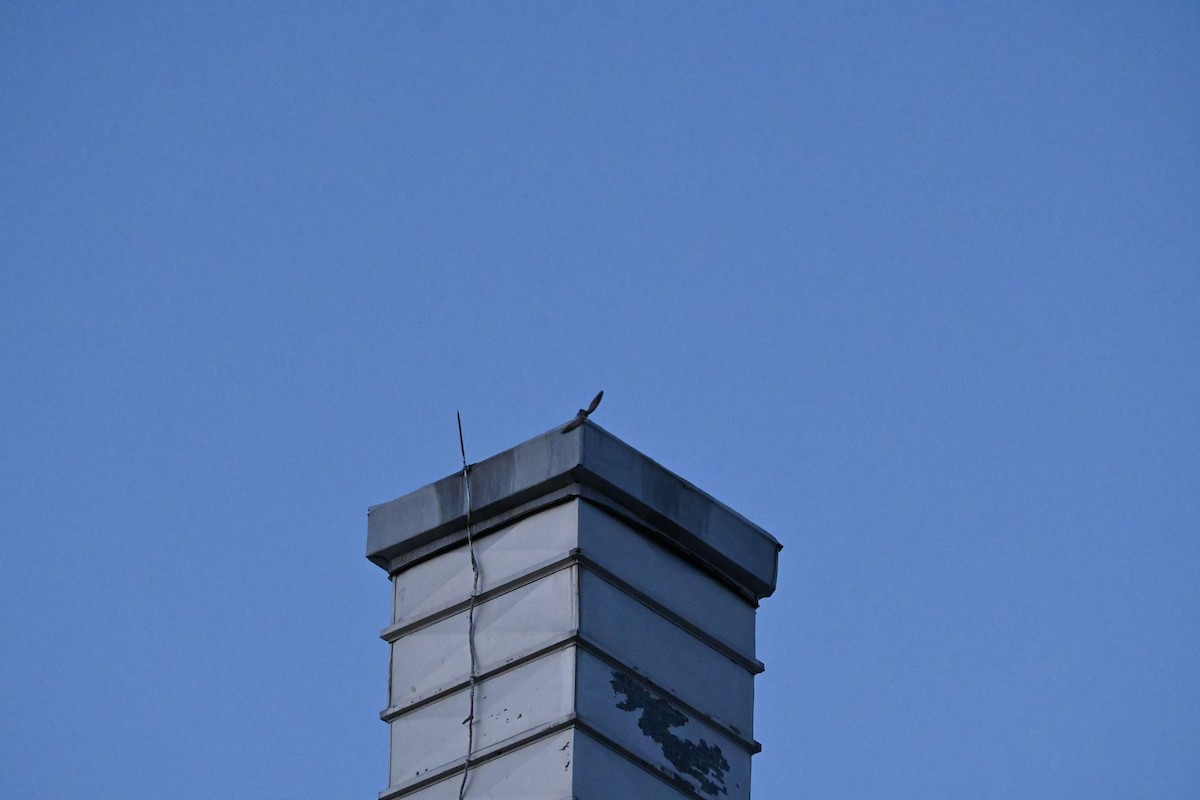 Chimney Swift - Sylvie Rioux