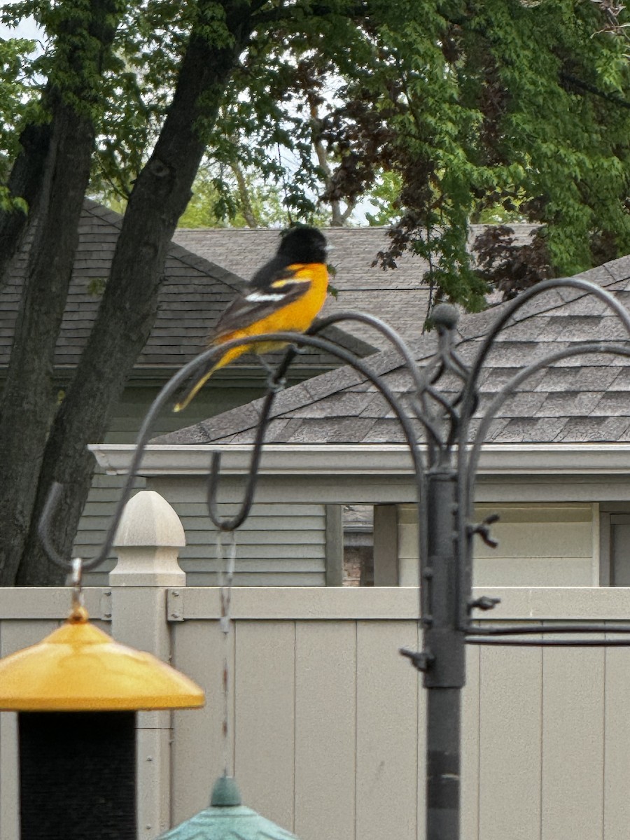 Baltimore Oriole - J Ettenhofer