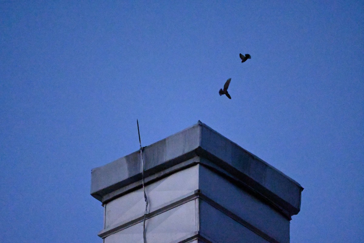 Chimney Swift - Sylvie Rioux