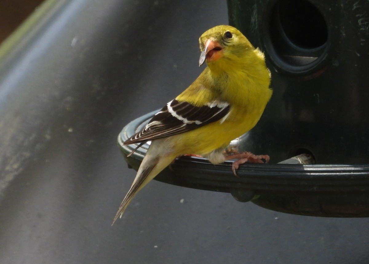 American Goldfinch - Chris Wiles