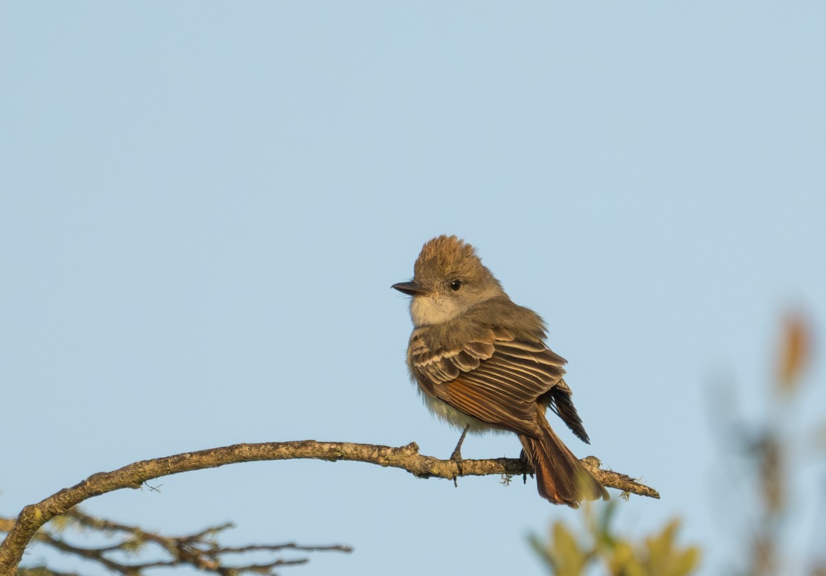 Ash-throated Flycatcher - Herb Elliott