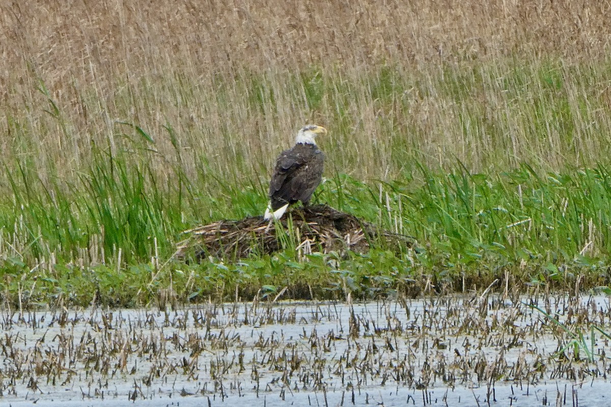 Bald Eagle - Jeanne Lizik