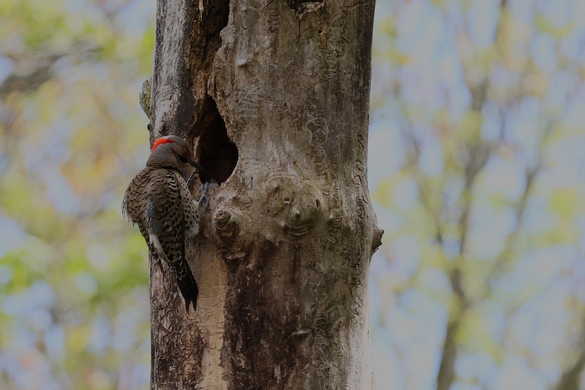 Northern Flicker - Glenda Jones