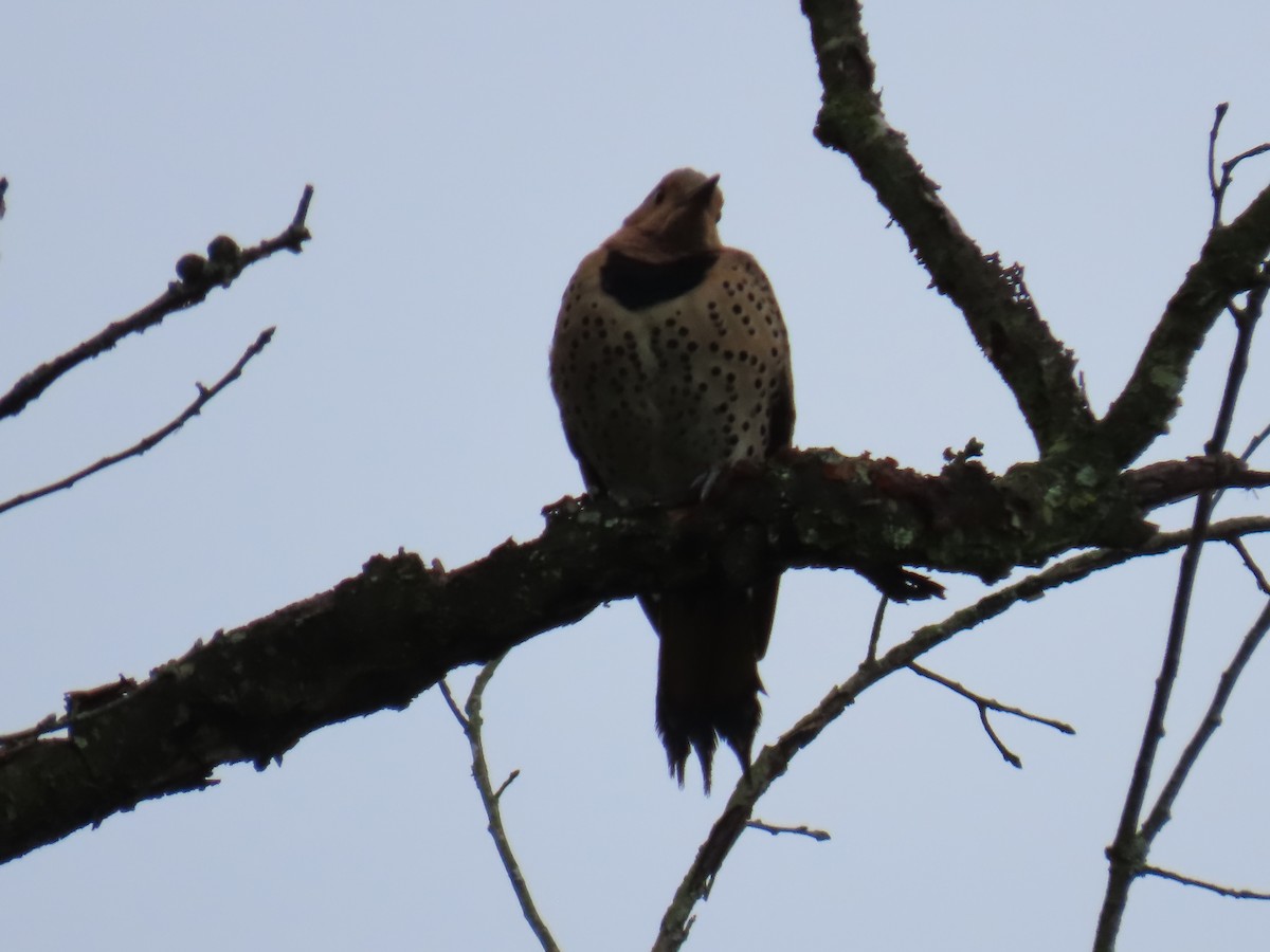 Northern Flicker - Elizabeth Ferber