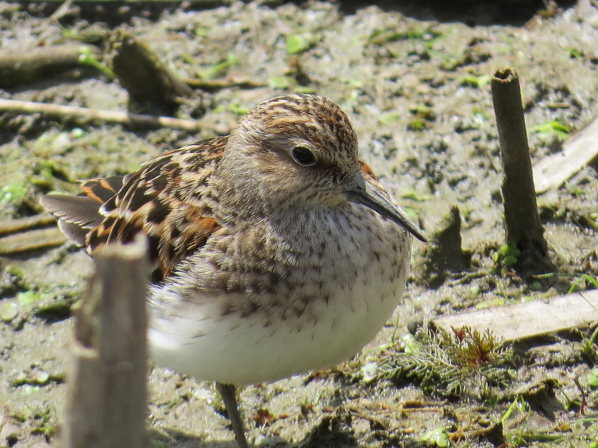 Least Sandpiper - Michael L Crouse