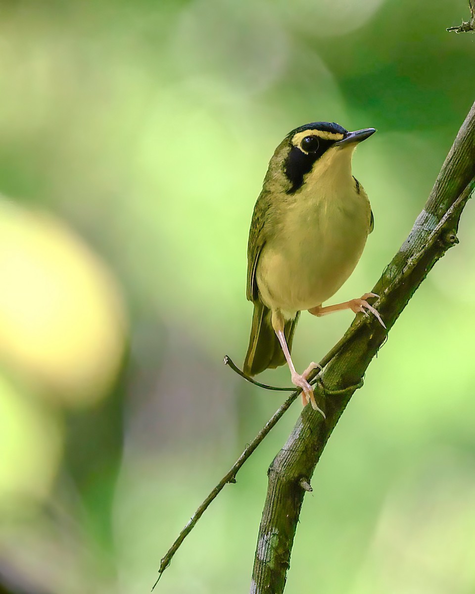 Kentucky Warbler - Renee Rusk