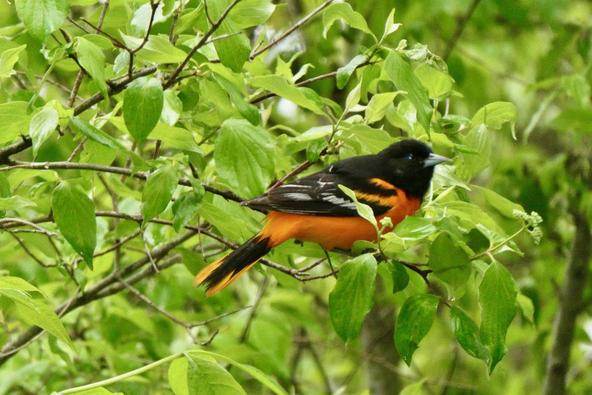 Baltimore Oriole - Jeanne Lizik