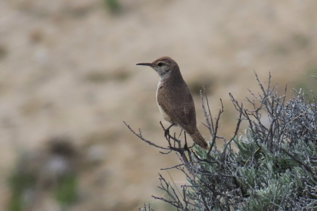 Rock Wren - Del Nelson