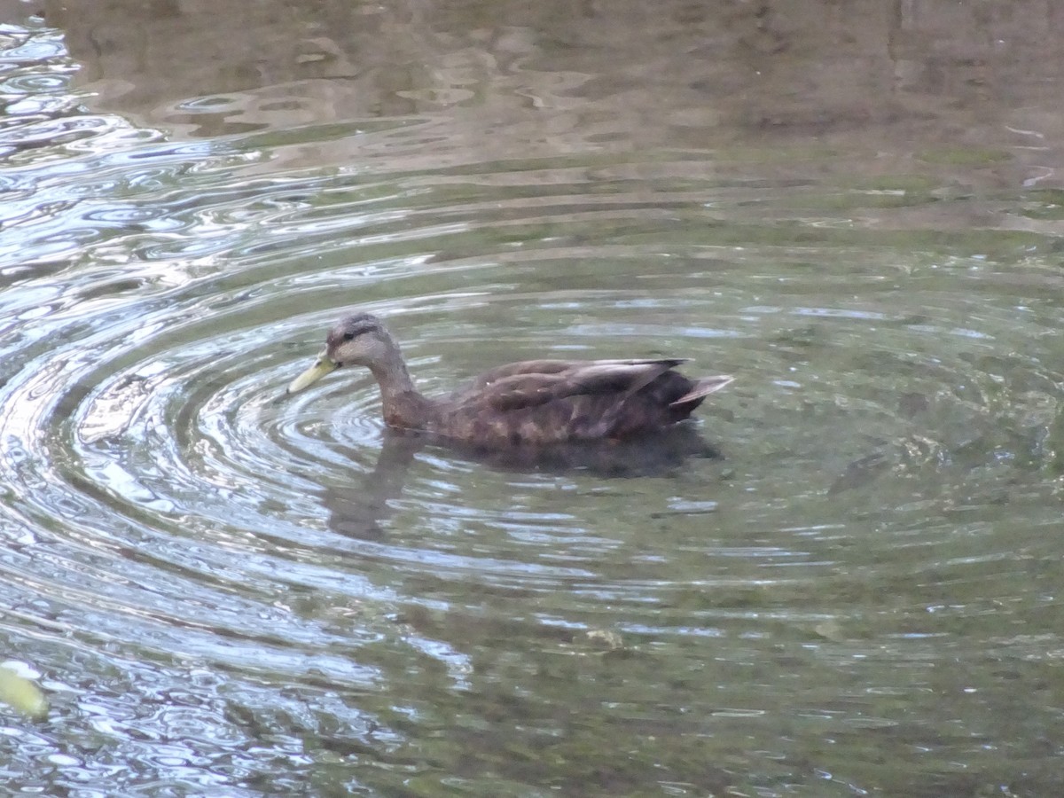 American Black Duck - Anonymous