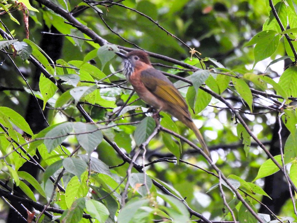 Mountain Bulbul - Tuck Hong Tang