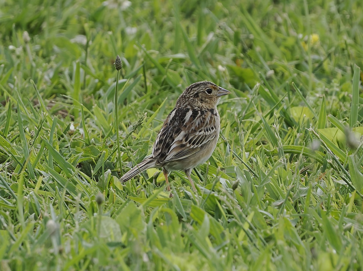 Grasshopper Sparrow - Jeffery Sole