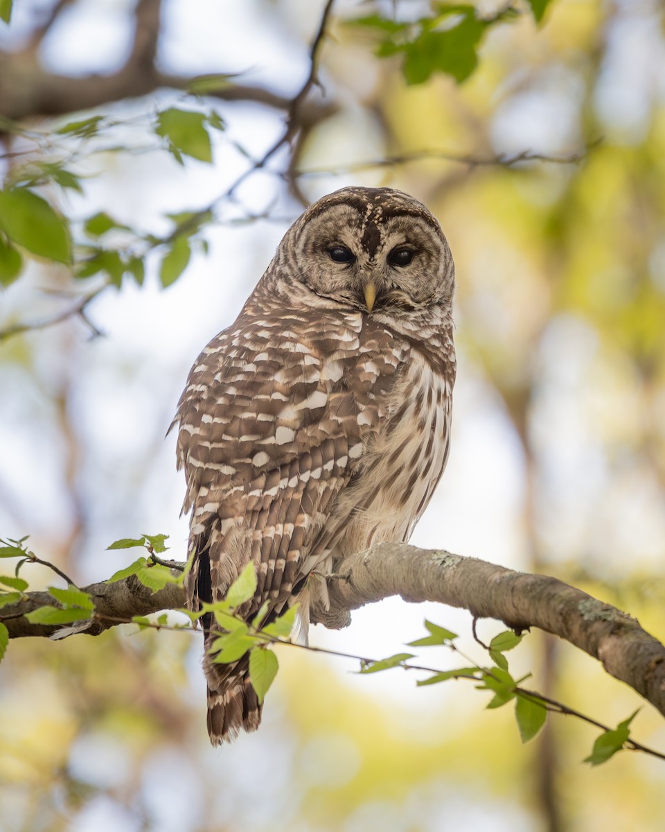 Barred Owl - Matt Kaiser