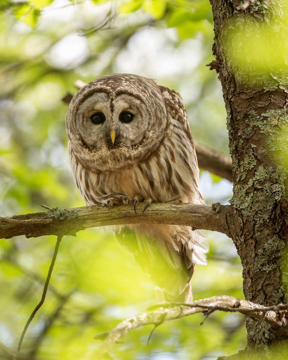 Barred Owl - Matt Kaiser