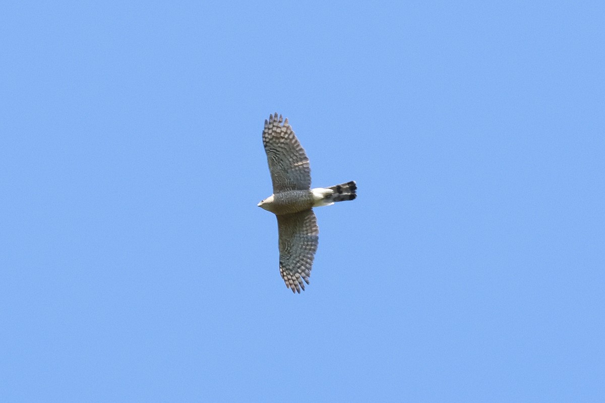 Sharp-shinned Hawk - Paul Prappas