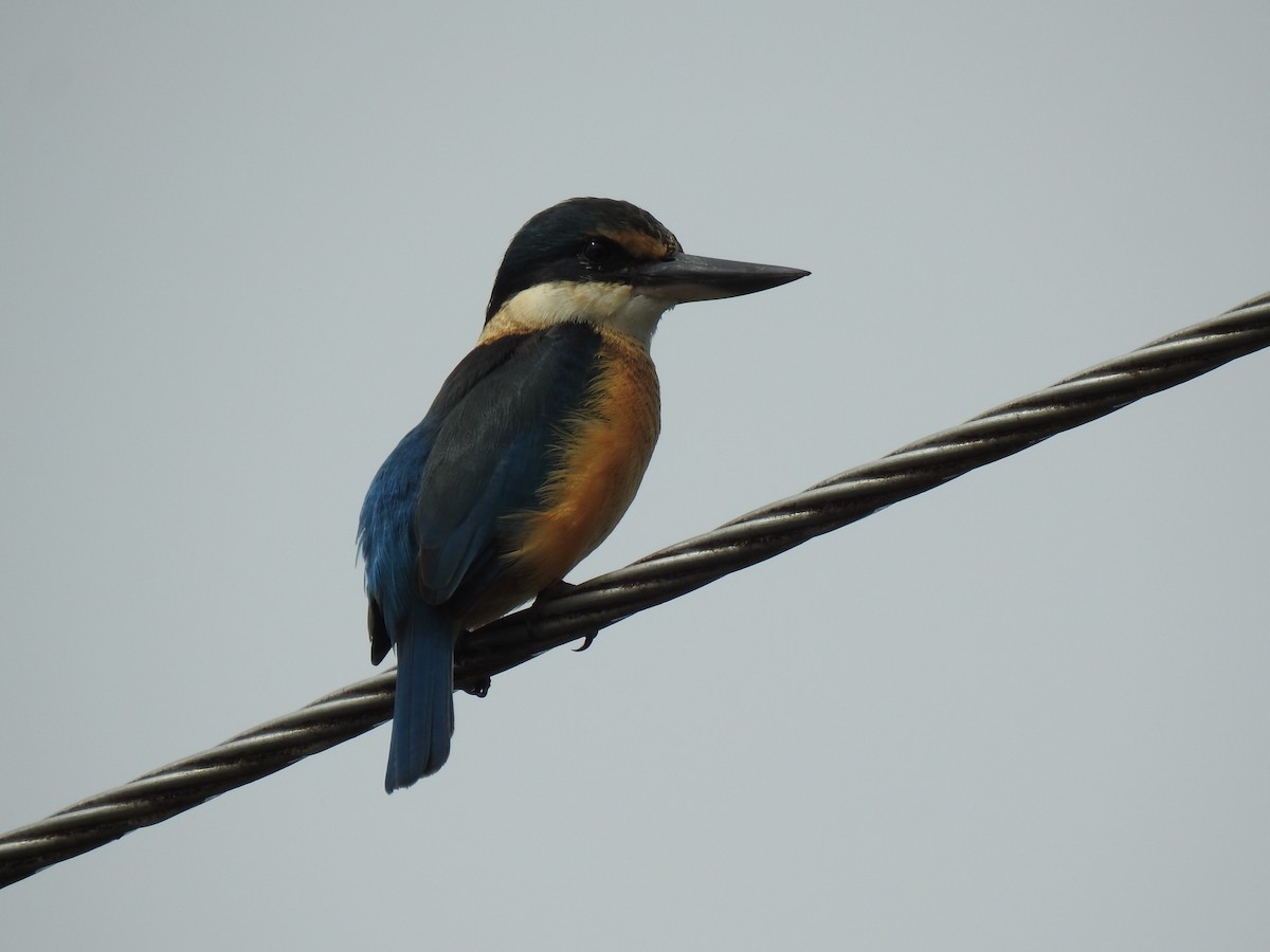 Sacred Kingfisher - Monica Mesch