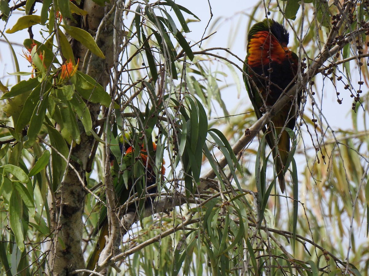 Rainbow Lorikeet - Monica Mesch